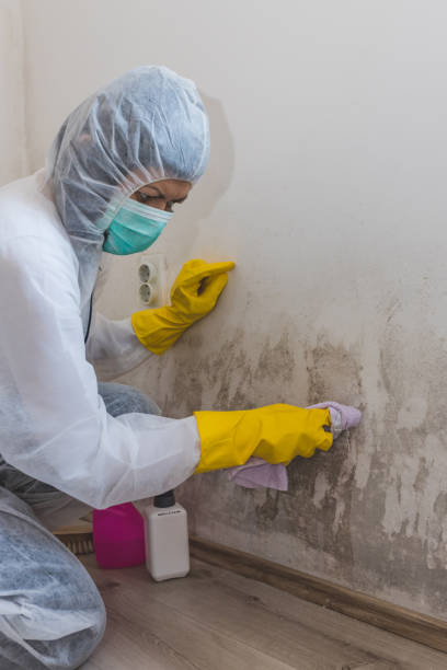Best Asbestos and Lead Testing During Mold Inspection  in Rochester, NY