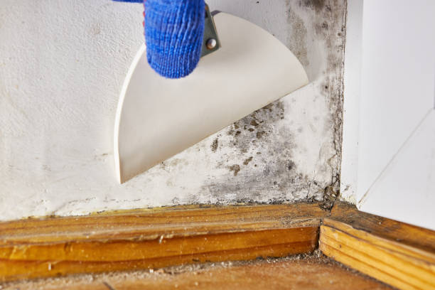 Best Mold Odor Removal Services  in Rochester, NY