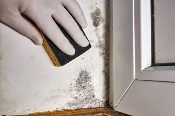 Mold Documentation for Insurance Claims in Rochester, NY